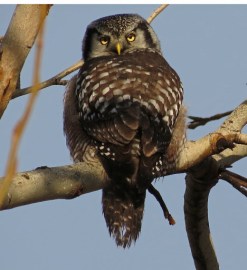 Northern Hawk Owl 1