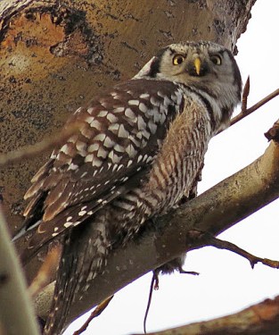 Northern Hawk Owl 2