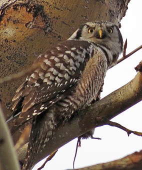 Northern Hawk Owl 2