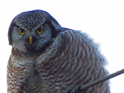 Northern Hawk Owl