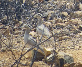 Peruvian Thick Knee
