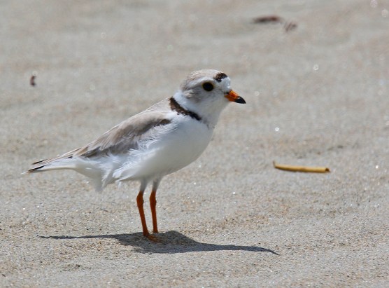 Piping Plover