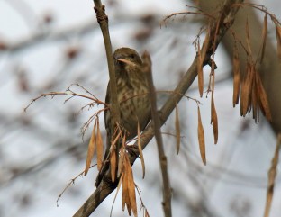 Purple Finch