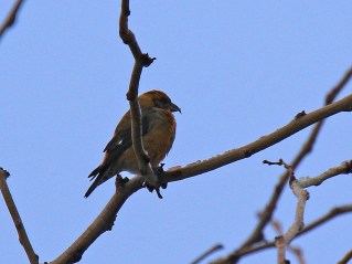 Red Crossbill