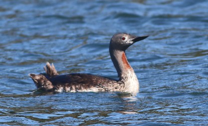 Red Throated Loon