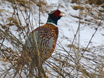 Ring Necked Pheasant1