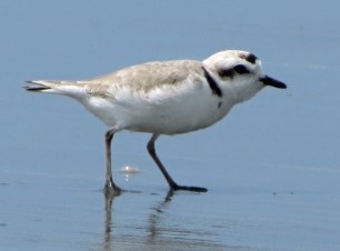 Snowy Plove 1