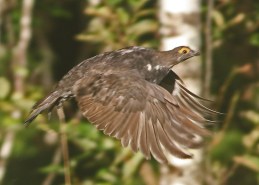 Sooty Grouse in Flight2