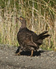 Sooty Grouse2