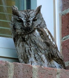 Western Screech Owl