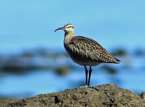 Whimbrel