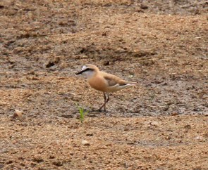 White Fronted Plover (2)