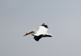 White Pelican Male in Flight