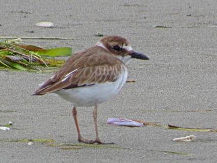 Wilson's Plover