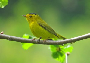 Wilson's Warbler