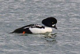 Barrow's Goldeneye