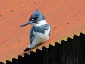 Belted Kingfisher