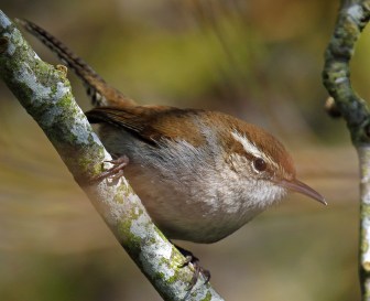 Bewick's Wren