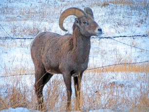 Bighorn