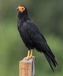 Black Caracara