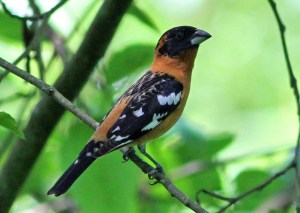 Black Headed Grosbeak