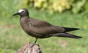 Brown Noddy Tern