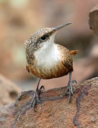 Canyon Wren4