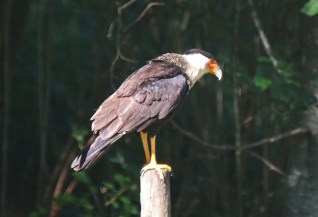Crested Caracara - Copy