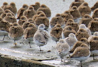 Dunlin and Sanderlings.jpg