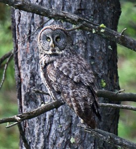 Great Gray Owl (2)