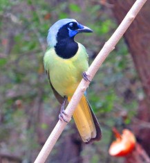 Green Jay (2)
