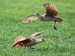 Long Billed Curlews