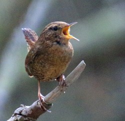 Pacific Wren