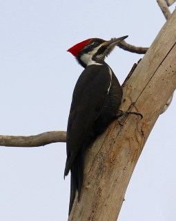 Pileated WP2