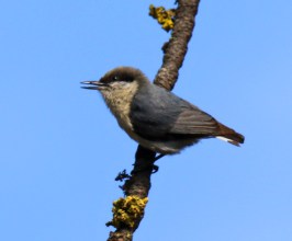 Pygmy Nuthatch