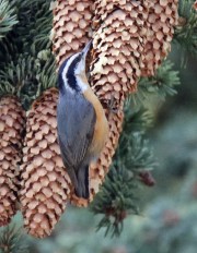 Red Breasted Nuthatch