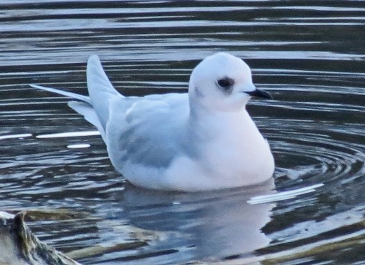 Ross's Gull 2