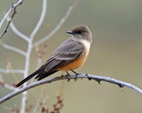 Say's Phoebe