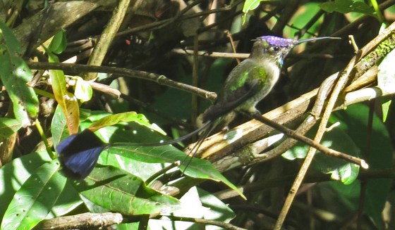 Spatuletail