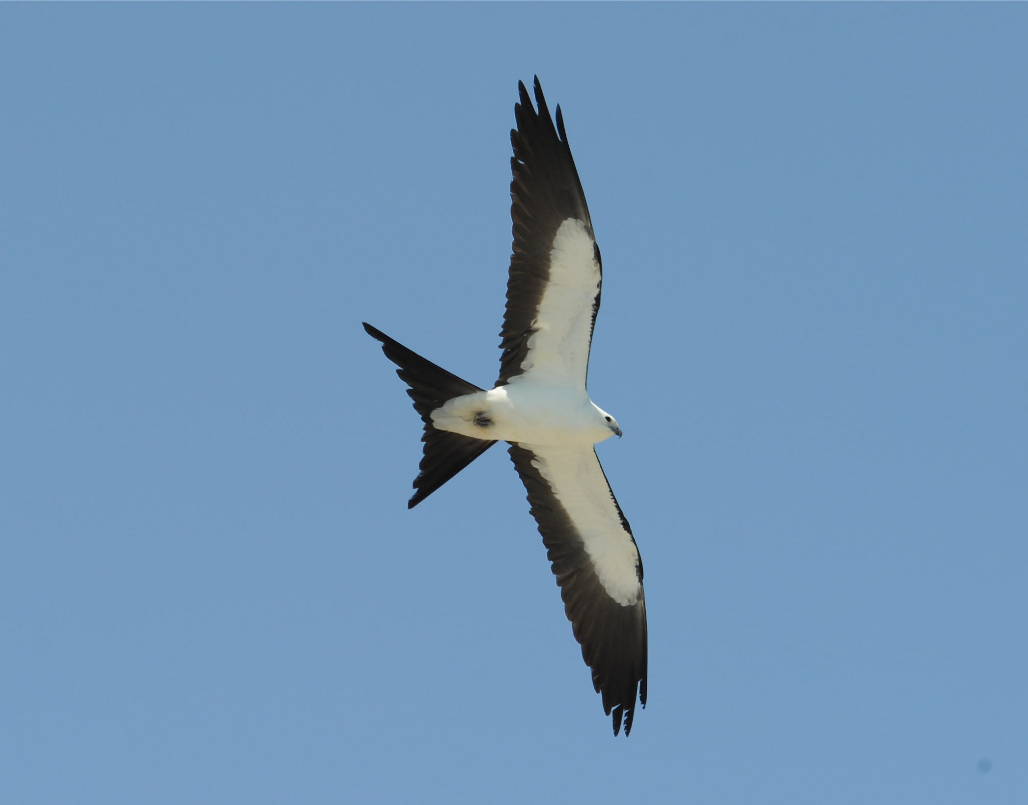 Swallow Tailed Kite