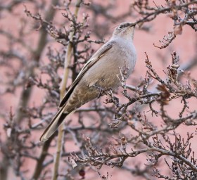 Townsend's Solitaire
