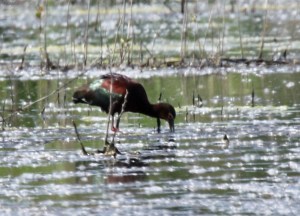 White Faced Ibis 2