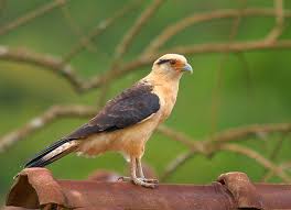 Yellow Caracara