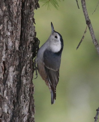 13a-White Breasted Nuthatch