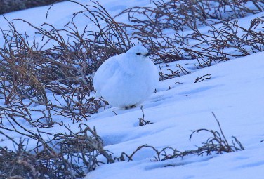 19-White Tailed Ptarmigan