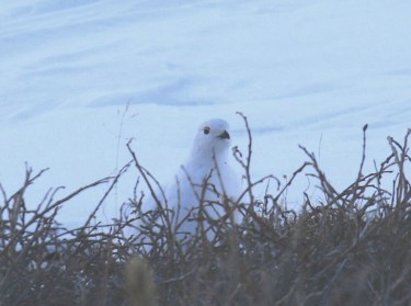 20-White Tailed Ptarmigan 2