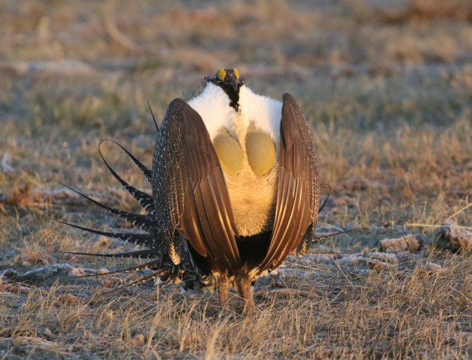 24-Greater Sage Grouse 3