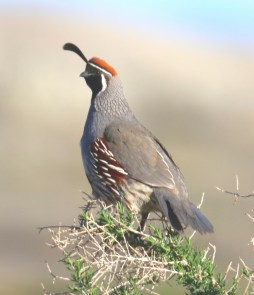 39-Gambel's Quail