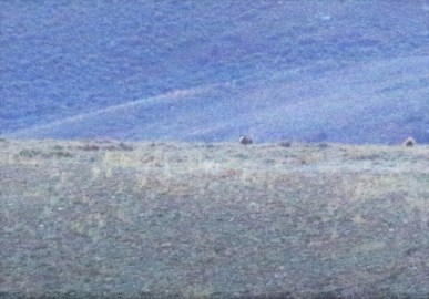 40-Gunnison Sage Grouse