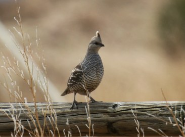 42-Scaled Quail